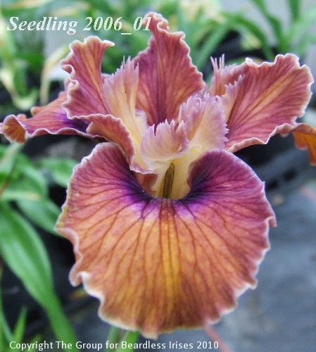 PCI seedling 2006_01